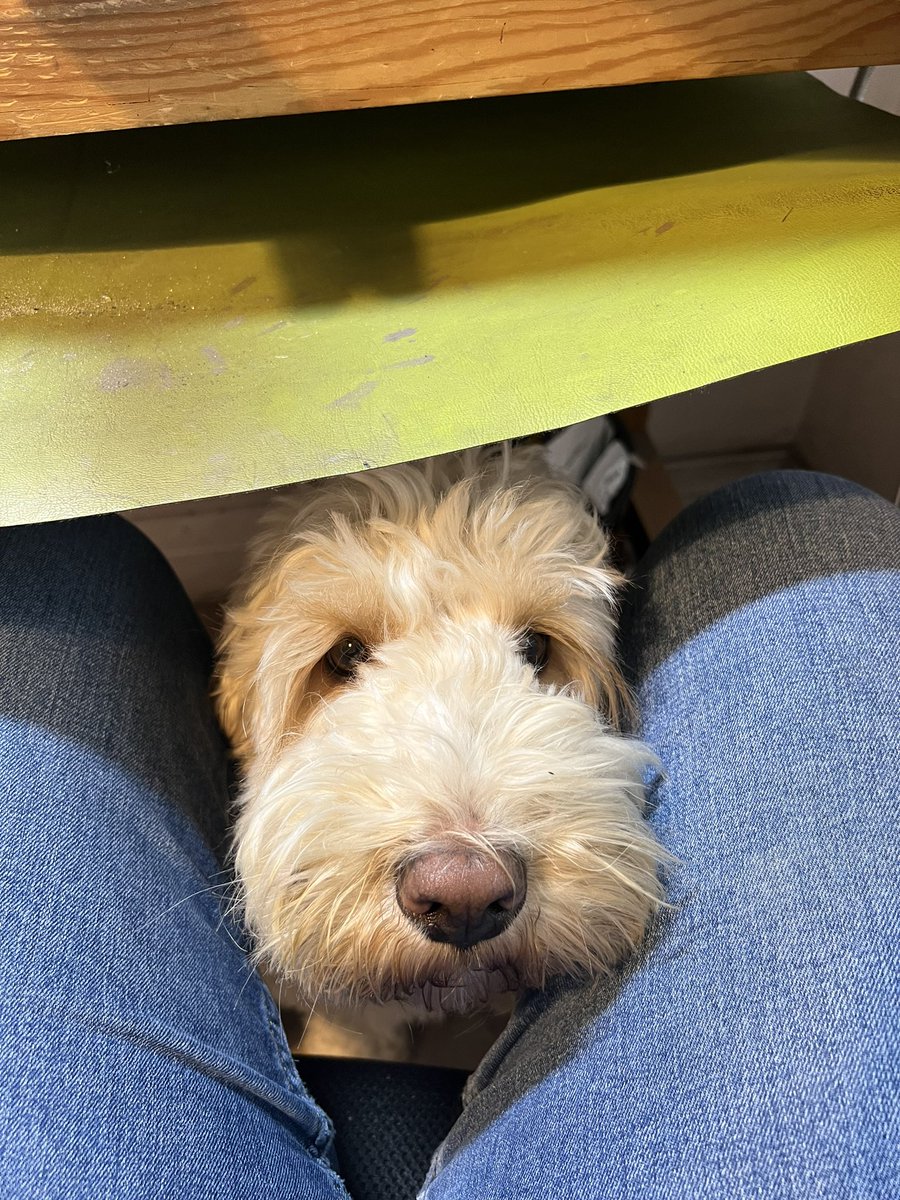 yajewellery's tweet photo. @Cooksongold Here’s Basil - looking for attention when I’m at my bench!! https://t.co/tPm8wt4CBL