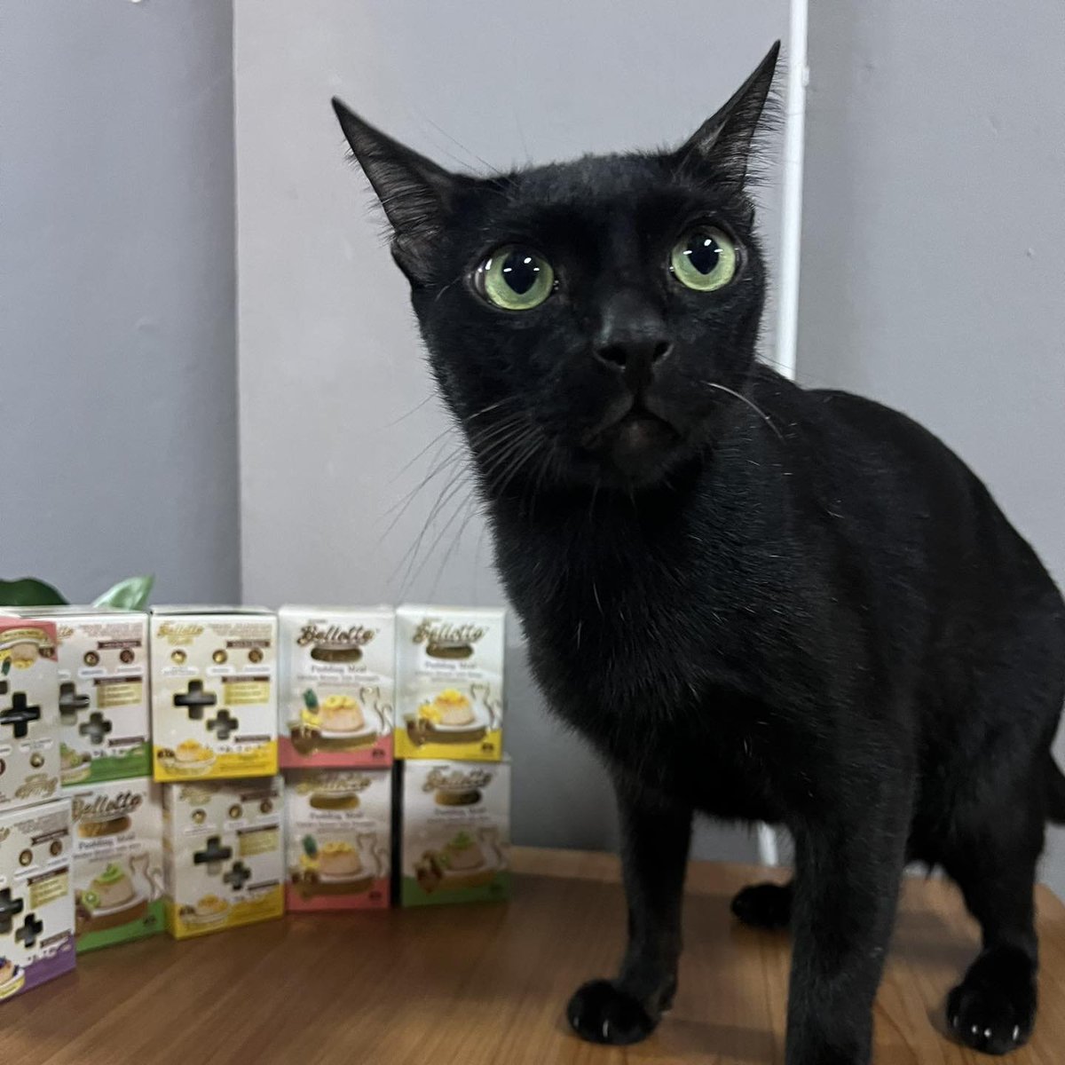 translated cats tweet media