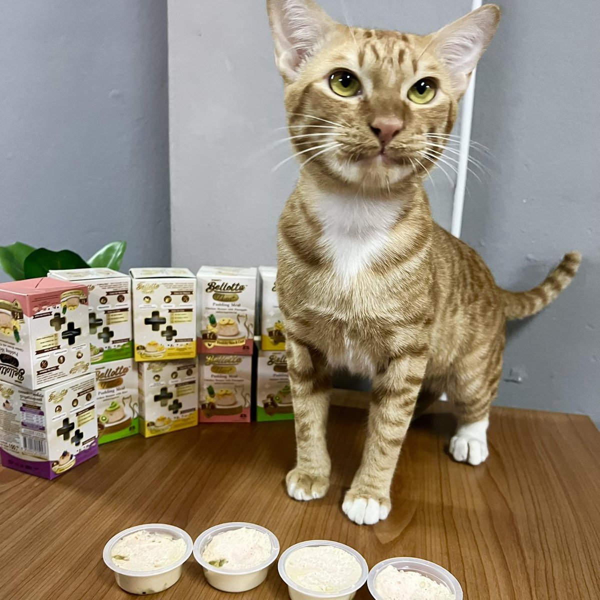 translated cats tweet media