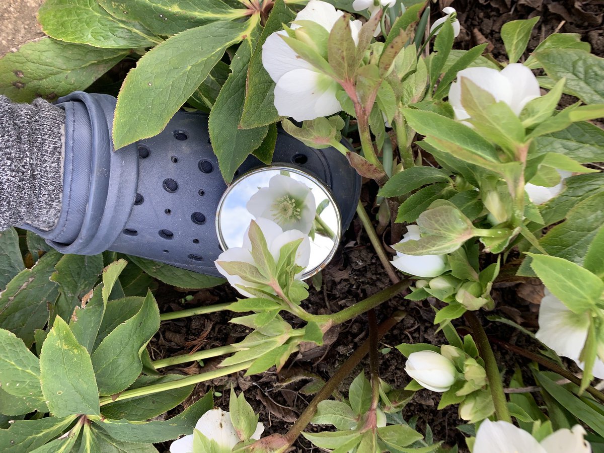 geraldstratfor3's tweet image. I allways carry a vanity mirror with me if you come across a flower which is facing. Down put the mirror on your toe and put it under the plantyou can now se the flowers heart withoutbending down cheers