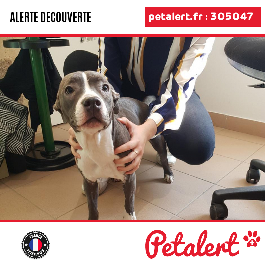 petalert_france's tweet photo. Trouvé #Chien #Mayenne #SaintCyrLeGravelais #Petalert #PetAlert53 / https://t.co/MmLMia482N https://t.co/98diUv09W3
