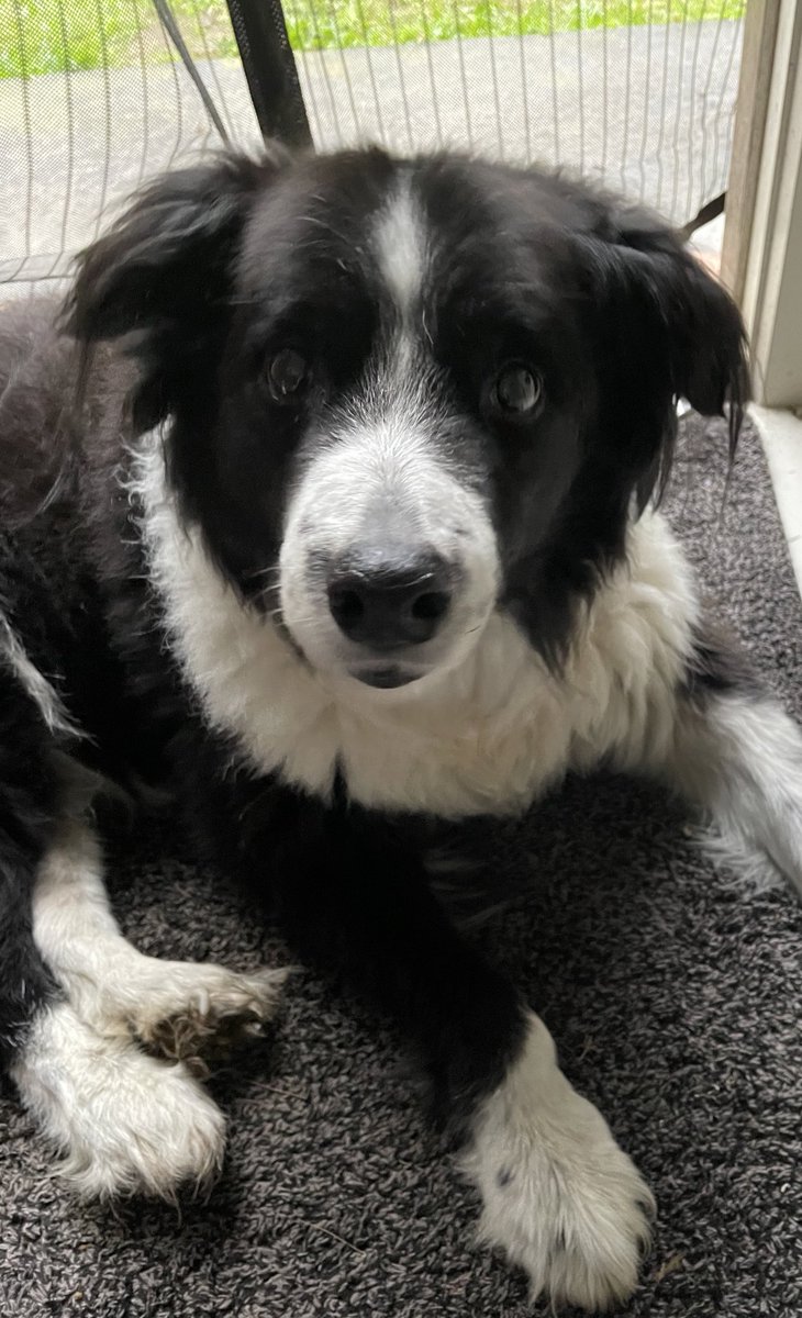 meagee's tweet photo. @Dogs4Rescue Our beautiful Malin boy. Had to leave us in January at 15 years old. So lost without him. https://t.co/xUa4gUQZyz