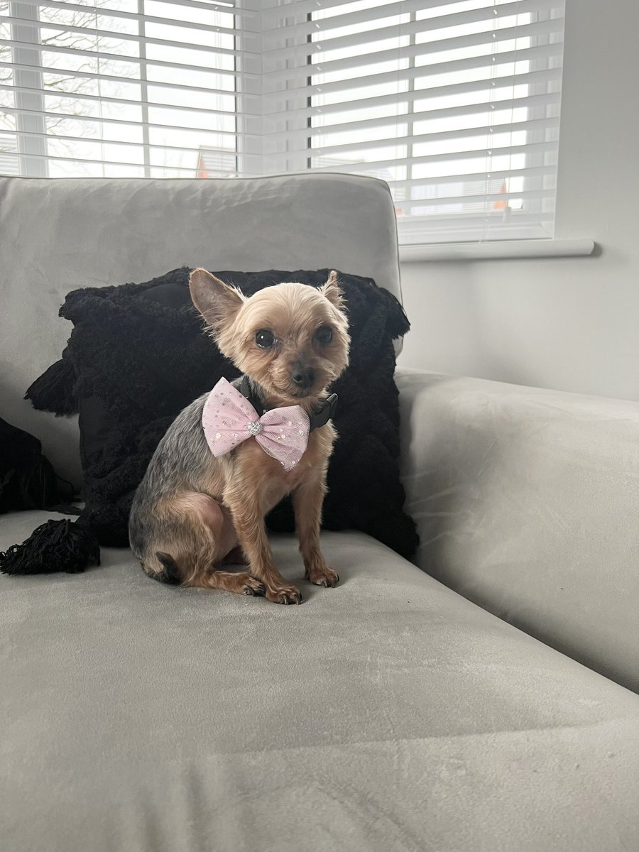 megswxx's tweet photo. @OfficialPLT #PLTpetday https://t.co/nuiVMD8F5j