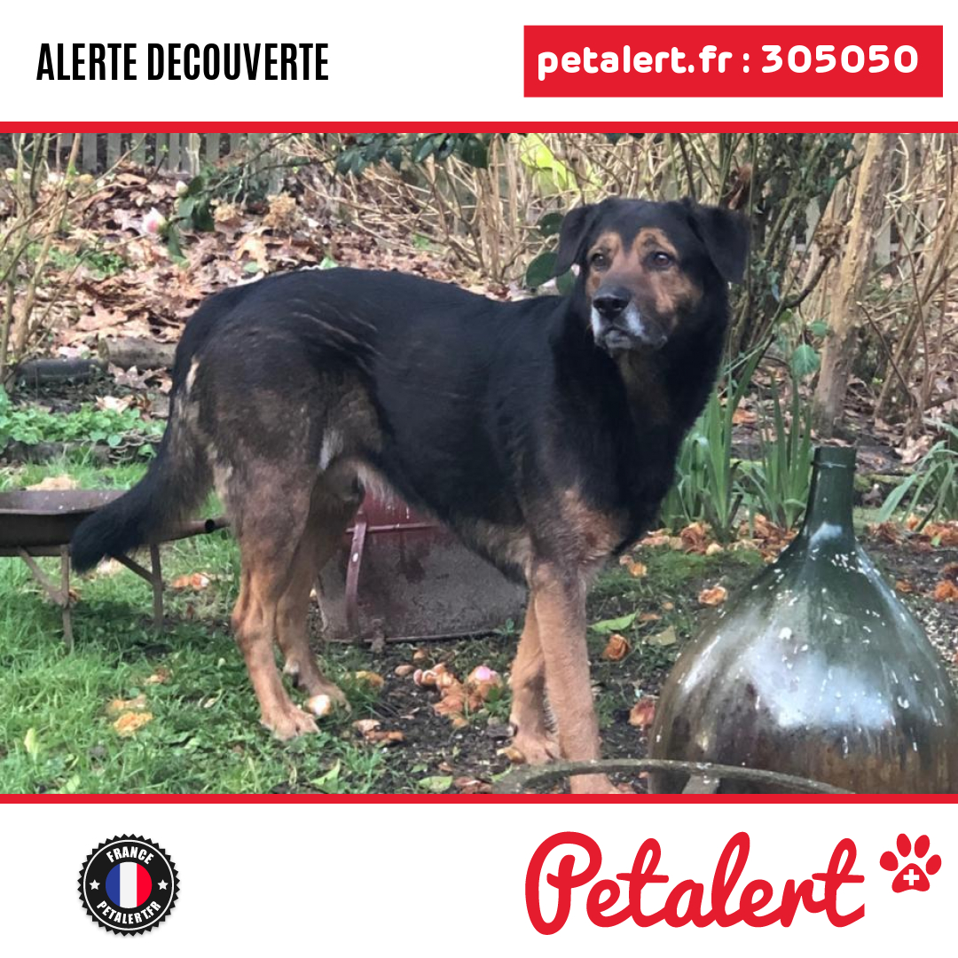 petalert_france's tweet photo. Trouvé #Chien #Landes #Doazit #Petalert  #PetAlert40 / https://t.co/MQtbZYyZmF https://t.co/SoOwI802Kd