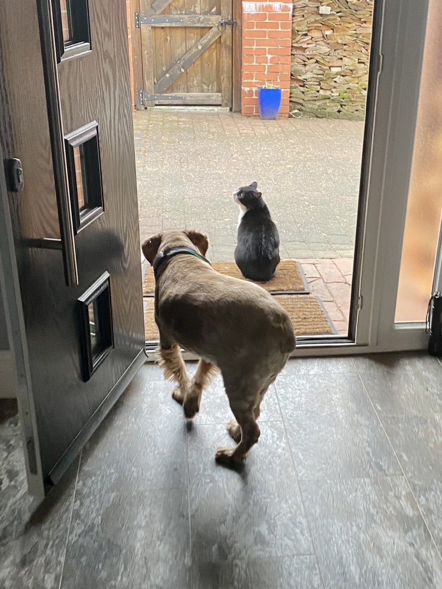 SpanielsSuper's tweet photo. Excuse me PussPuss, can I come past please?
No!
Ok, I will go out the other doorโฆ. Sorry I disturbed you ๐ #DoorCat #SecurityCat #BullyCat https://t.co/XgNulNEvCL