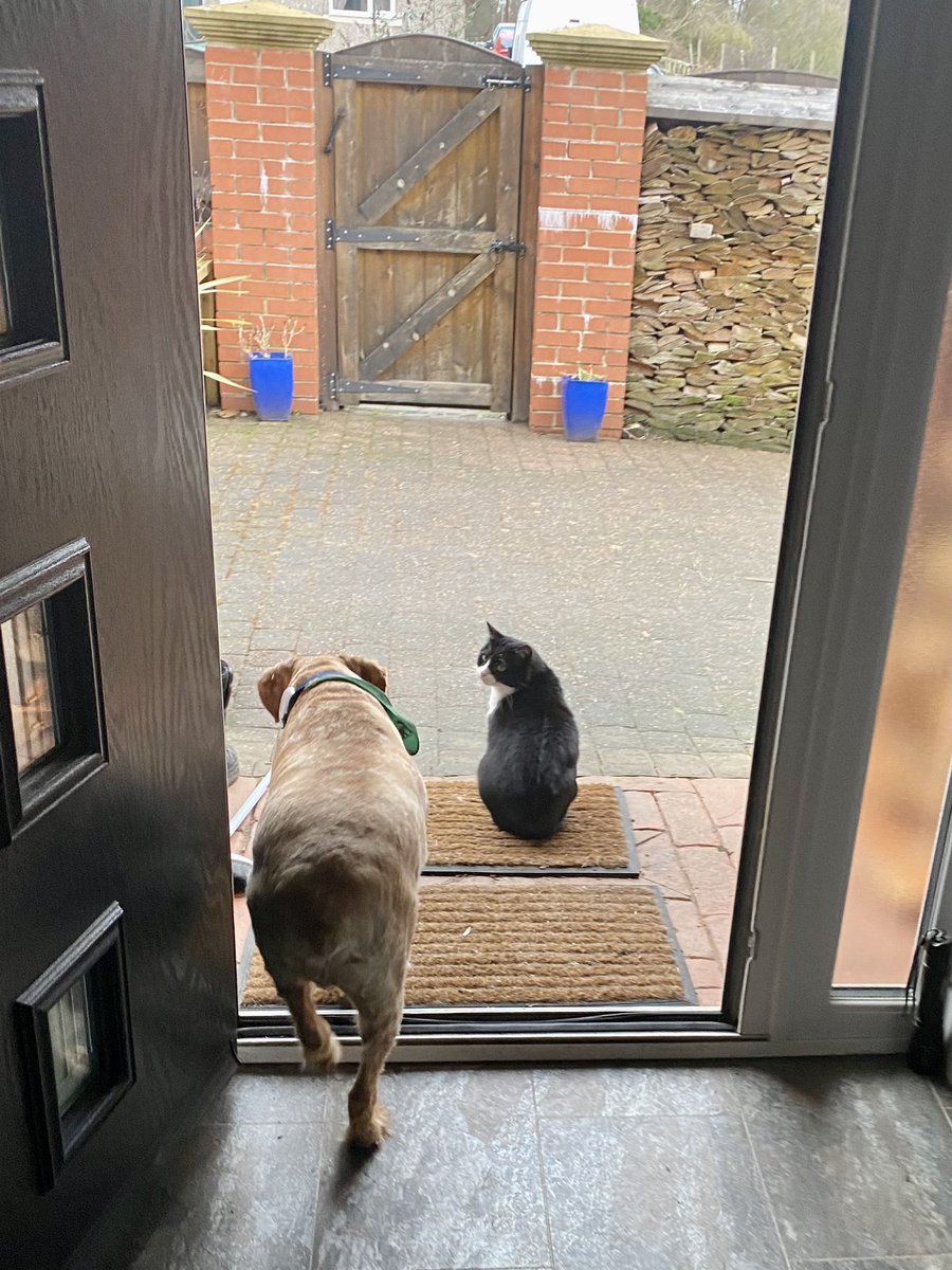 SpanielsSuper's tweet photo. Excuse me PussPuss, can I come past please?
No!
Ok, I will go out the other doorโฆ. Sorry I disturbed you ๐ #DoorCat #SecurityCat #BullyCat https://t.co/XgNulNEvCL