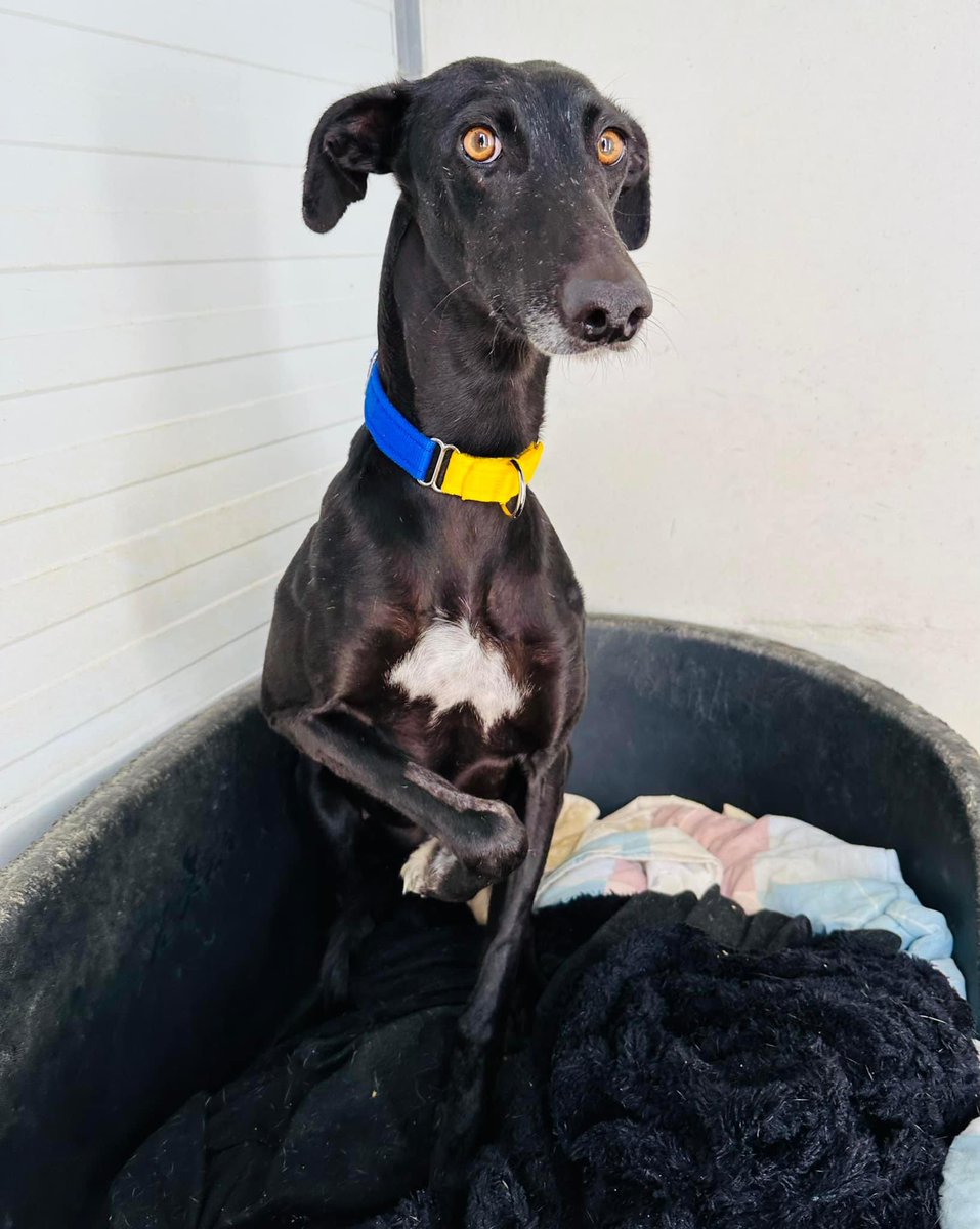 Huge favour plz🙏🏻Perla❤️1 of the most scared galgos we’ve had at Gds. She’s struggling so much we’d love you to share her so she gets a home soon🙏About 3yrs old &amp; needs other dogs in the home to help her❤️So scared she pees herself when we go in the kennel tho it’s improving❤️