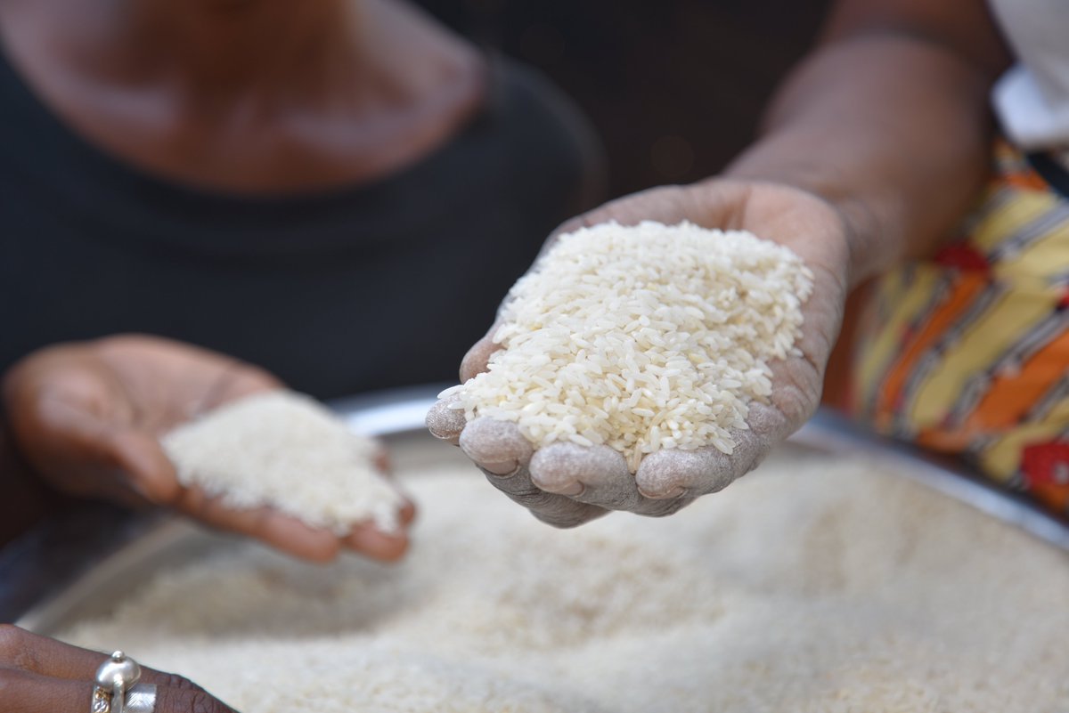 CERFAM_4_Africa's tweet photo. Du 20-24 fév. le CERFAM et @WFP_Cotedivoire sont en mission d’évaluation de la mise en œuvre, de l’appropriation et des résultats d'un projet pour le développement de la chaîne de valeur du riz, initié entre 2021-2022 au Nord de la 🇨🇮, avec @WFP en #Chine, #ADERIZ & @AfricaRice. https://t.co/0yrBOc2y0H