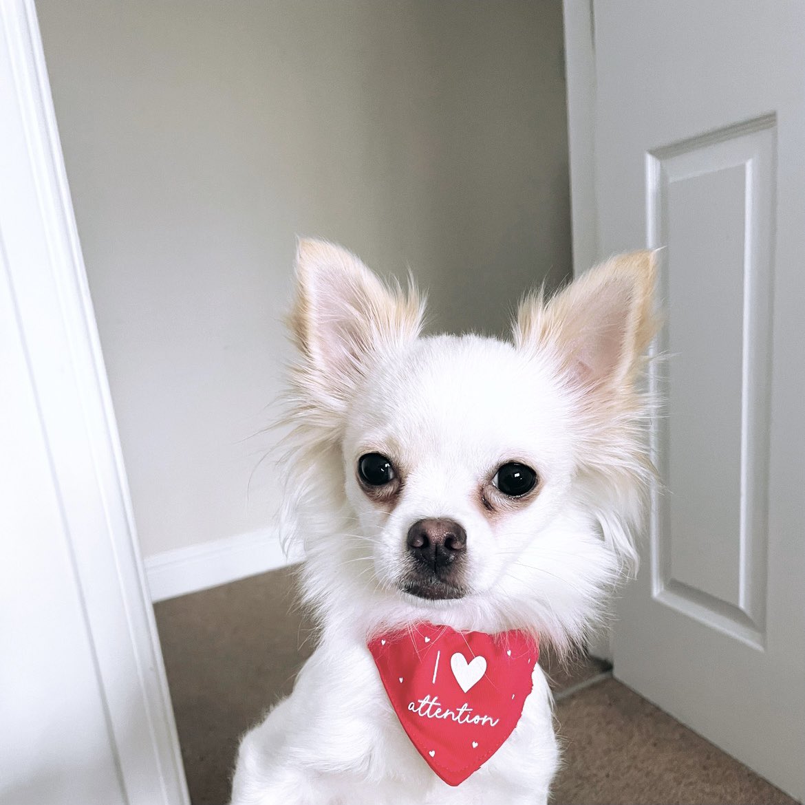 jen_wo0d's tweet photo. @OfficialPLT #PLTpetday #prettylittlething My beautiful Coconut Wild 🐾🥥💗🤍 https://t.co/2okFXs0fKz