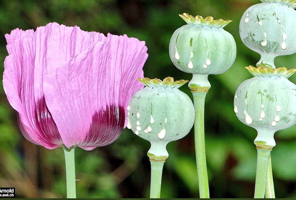 Letnapark on Twitter 