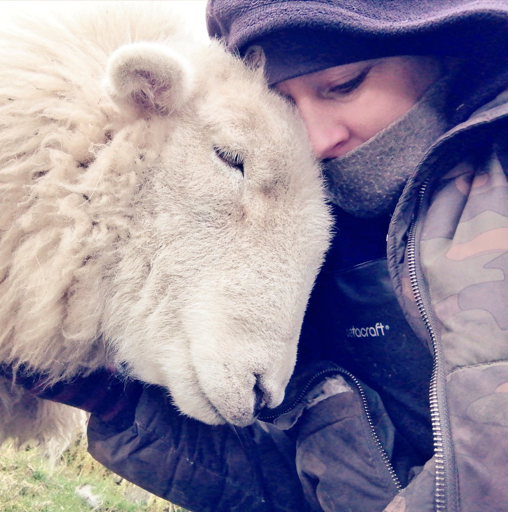 Herdwicks of Highfields Farm tweet media