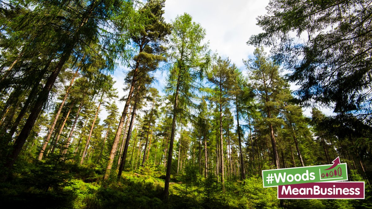 ForestryComm's tweet image. Woodland creation can boost your business revenue in a variety of ways. Explore the key income opportunities by reading our #WoodsMeanBusiness fact sheet.

assets.publishing.service.gov.uk/government/upl…