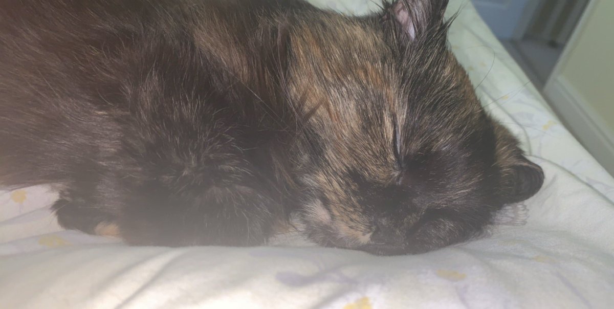 omgmichy_'s tweet photo. @OfficialPLT #PLTpetday had my gorgeous lil fluff for nearly 20 years. Doesn’t know who I am, can’t see/hear but love her so so much 🫶🏻🐈❤️ https://t.co/sewBT2Lz3Z