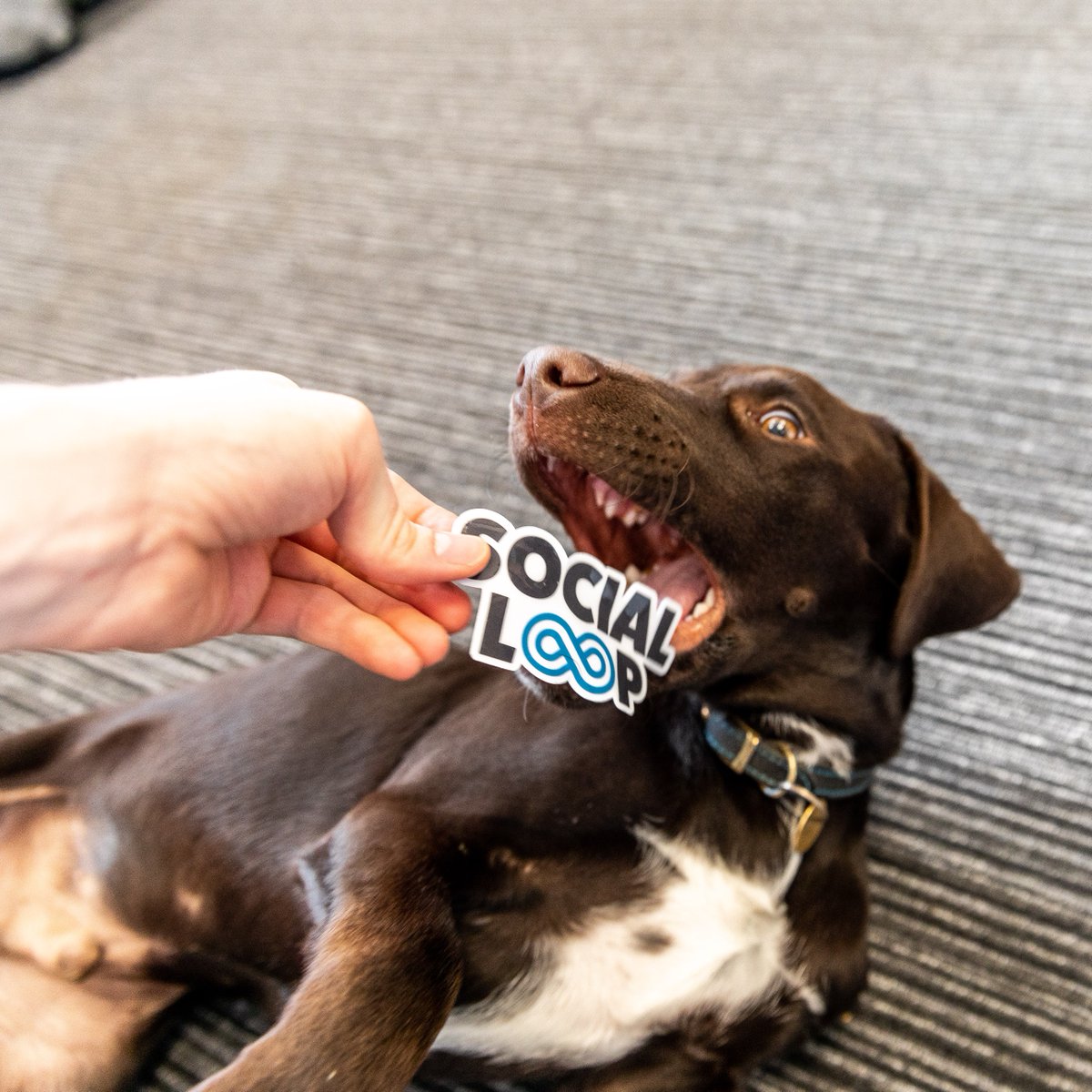 WeAreSocialLoop's tweet image. It&apos;s National Love Your Pet Day and here at Social Loop HQ, we couldn&apos;t love our pups more! 🐶🤍 

Big shoutout to office mascot Otis (and this adorable throwback photo!)

#socialloop #nationalloveyourpetday #officedog
