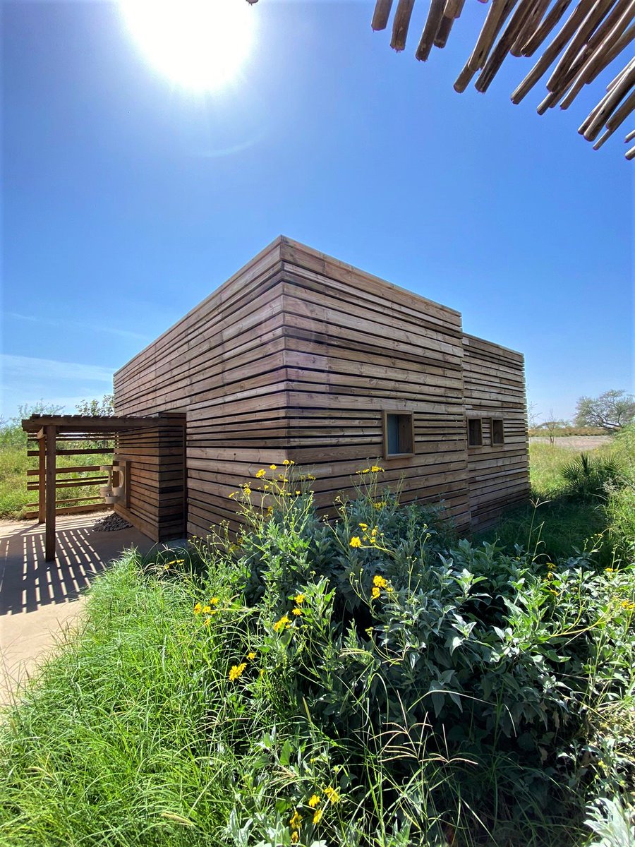CapeReed's tweet photo. We are still in awe and so proud to be a part of this incredible project. @Shj_Safari 

#CapeReed #SharjahSafari #CapeReedProject #Proud https://t.co/hUvxVHR7dJ
