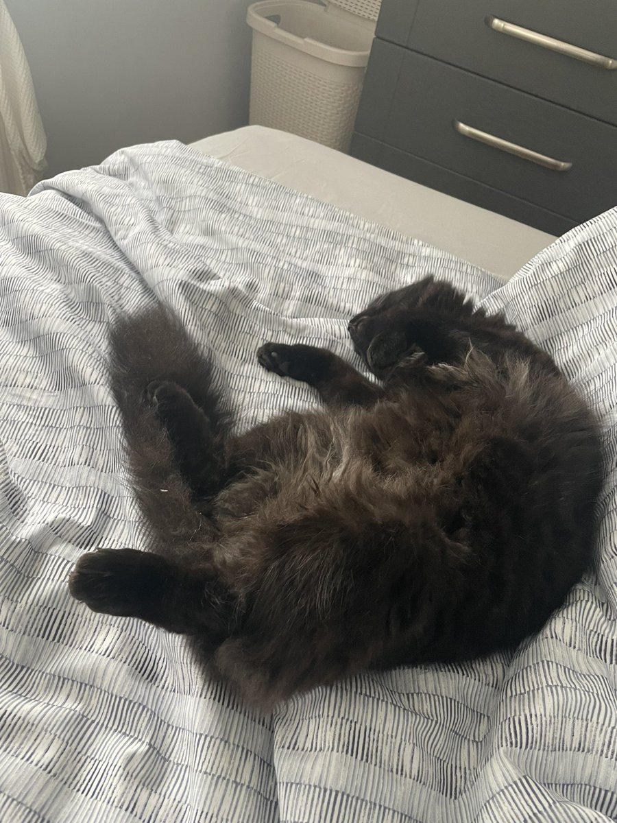 Annaheaven01's tweet photo. @OfficialPLT My sleeping ball of fluff❤️ #PLTpetday https://t.co/32ZrfoGbSF