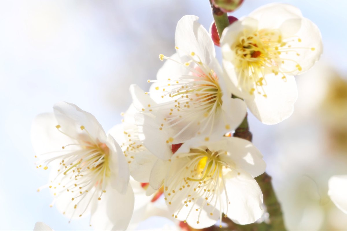 saephoto512STYA's tweet photo. 好きな花の時期になりました🌸

#ファインダー越しの私の世界
#写真好きな人と繋がりたい https://t.co/k0n5j2X08u