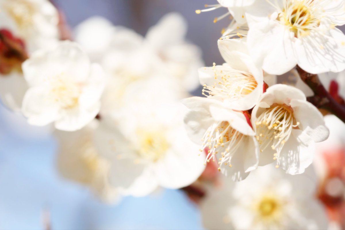 saephoto512STYA's tweet photo. 好きな花の時期になりました🌸

#ファインダー越しの私の世界
#写真好きな人と繋がりたい https://t.co/k0n5j2X08u
