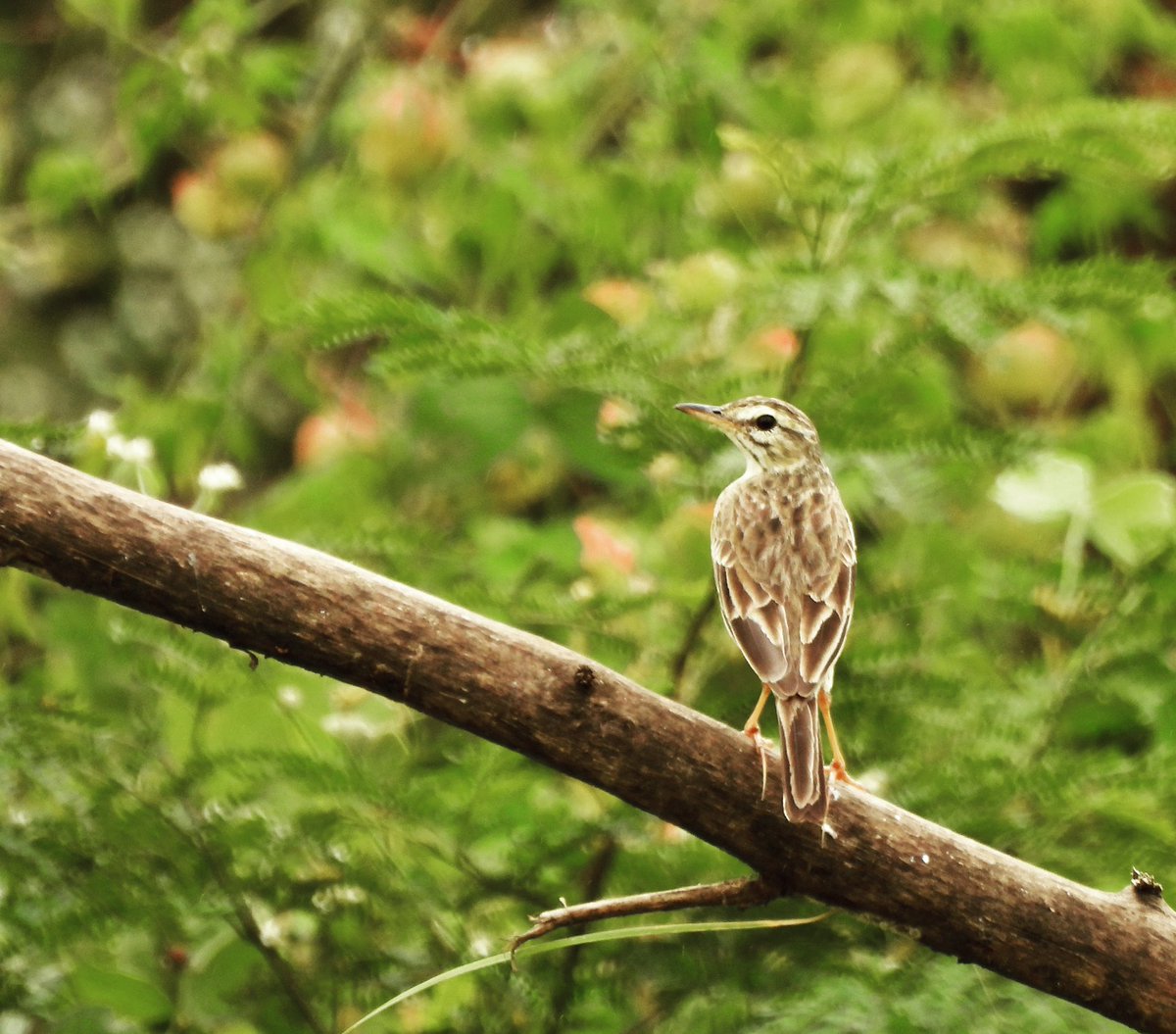 PlantChaser's tweet image. Paddyfield pipit (Anthus rufulus)
Baras, Rizal
November 2022
Bird#180

#paddyfieldpipit #pipit #bird #birdphotography #birding #birdwatching #wildlife #birdsinhabitat #wildbird #philippinebirds #nature