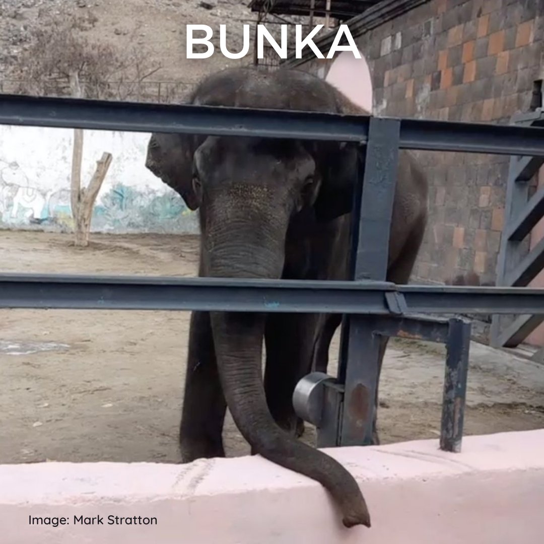 Bunka is a solitary Asian #elephant living in captivity at the Yerevan Zoo in Armenia. His available outside area is a barren pen with nothing for him to do or stimulate his sad life in any way.
#FreeBunka
Read more: animaladvocate.wiki/index.php/Bunk…