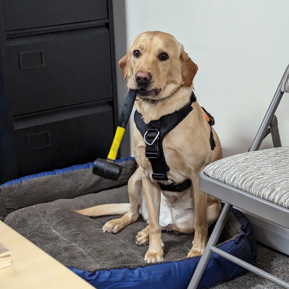 ORLINTech's tweet image. ...and today, Indy&apos;s #tooloftheday is a rubber mallet 😂! 
#workshopassistant #toolsofthetrade #toolboxtalk #officedog #labrador #doglover #dogsoflinkedin #mondaymorningmotivation