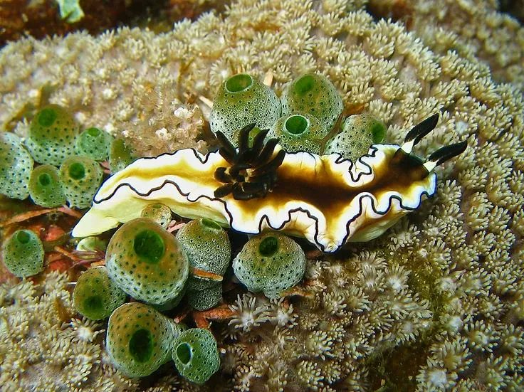 CESKenya's tweet photo. A stunning #nudibranch, Doriprismatica atromarginata, with a clever defence mechanism! They eat #seasponges, which contain toxins, and, therefore, sequester them into their tissues combined with their black-lined, frilly mantle, enough to disguise and deter #predators. 
#bm https://t.co/fqp9NrtENU