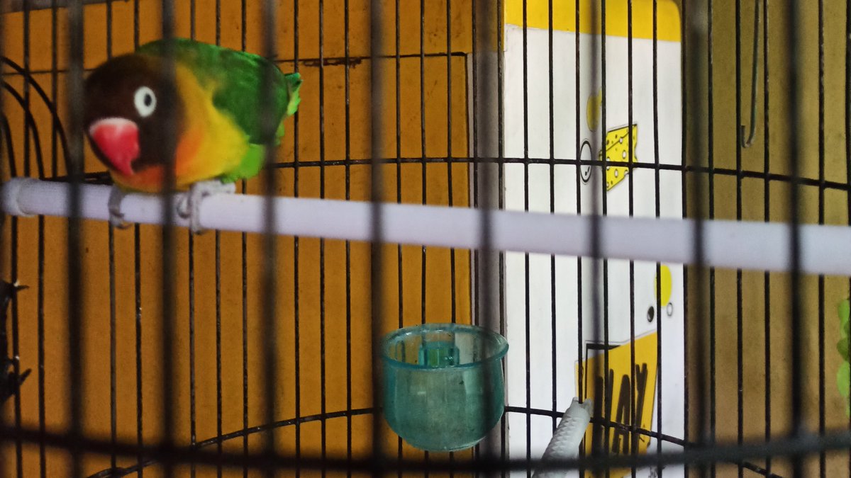 doodleartpixel's tweet photo. Love bird https://t.co/PCIPBY5Sq3
