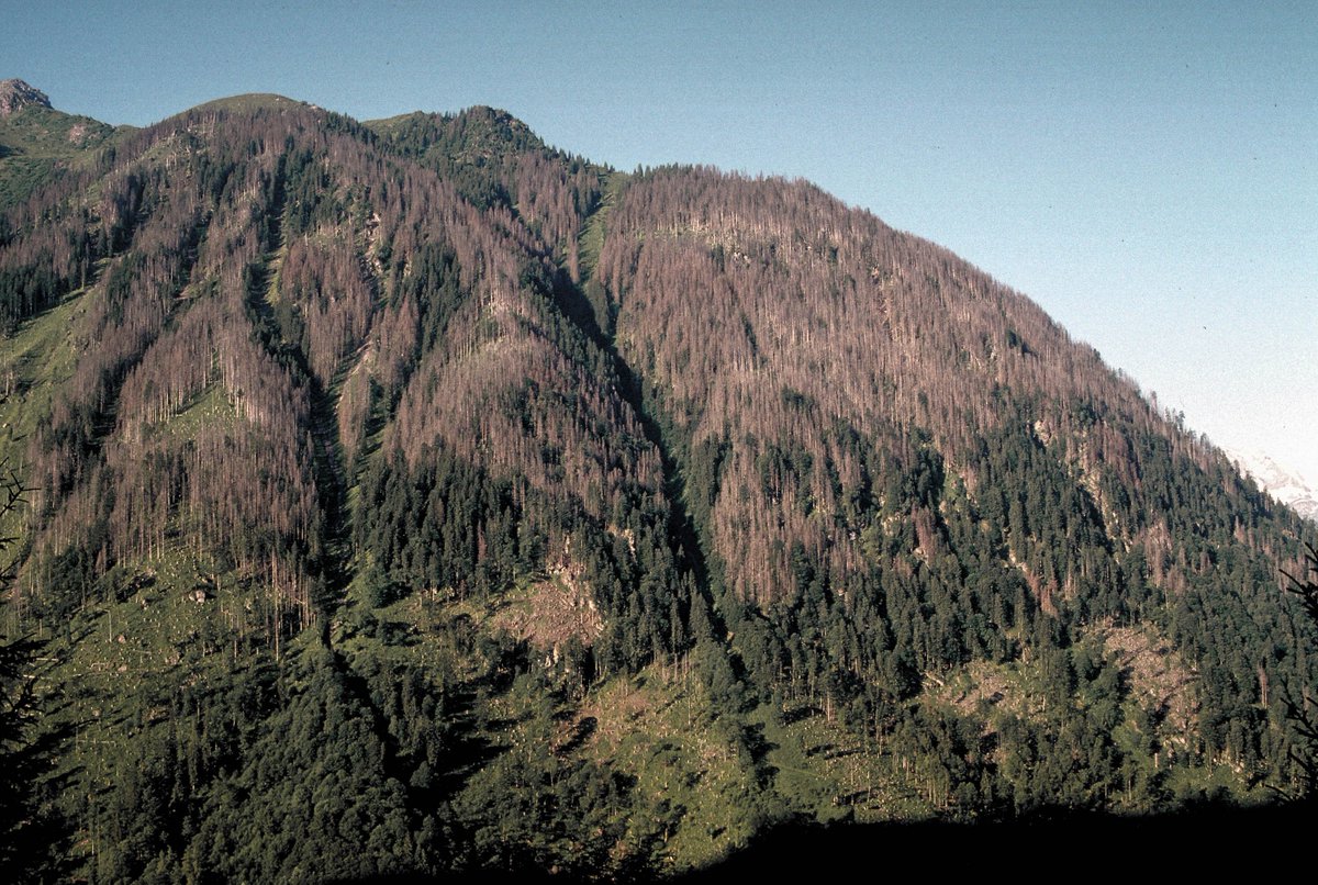 ⏰ SAVE THE DATE ⏰

WSL Forum für Wissen 14.11.2023 @WSL_research 
Aus #Störungen und #Extremereignissen im #Wald lernen

wsl.ch/forum-extremer…

#MountEx <a href="/ExtremesWsl/">Extremes_WSL</a> @SLFDavos #CERC