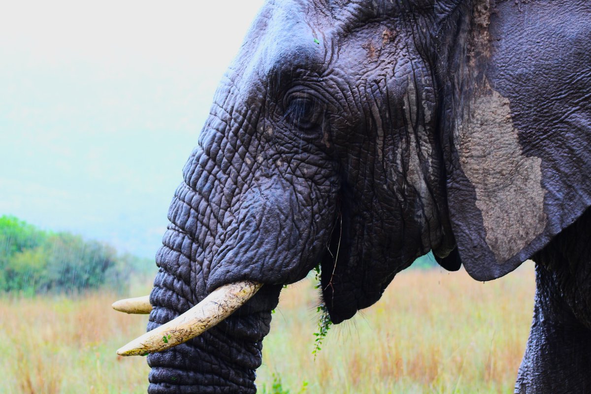 Beautiful sightings this weekend on a Pilanesberg Day Tour 🐘

Check out our Pilanesberg Tours for your next adventure...
safariwithus.com/countries/pila…