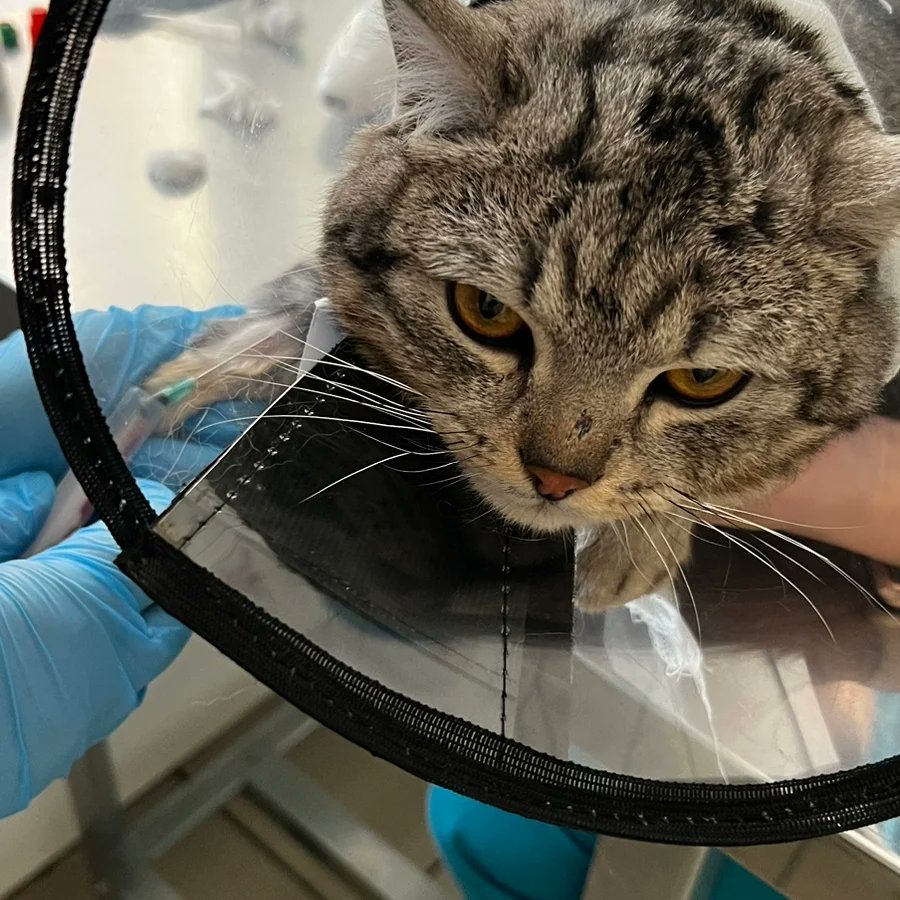 Кошачье Царство 🐈‍⬛🐈‍⬛🐈‍⬛🐈‍⬛🐈‍⬛ on Twitter: "Были в клинике. Не зря я ...