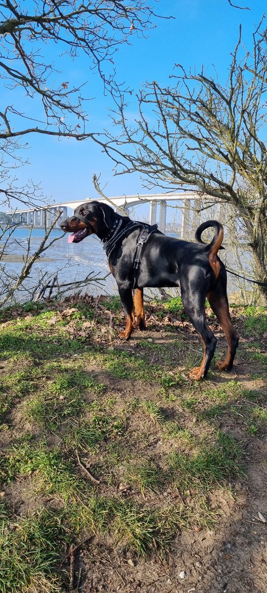 __dee_dee__'s tweet photo. Our rescue Doberman "Kash"...living his best life now 🐾❤️,getting me out and about after losing our Ridgeback last year after almost 13 years...RIP my beautiful boy ,never underestimate a dogs love ❤️ #dogs #Doberman #orwellbridge #RescueDogs #MentalHealthMatters #RIP https://t.co/nY0IggOyep