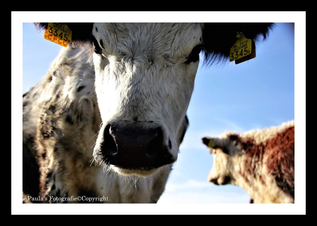 De week is weer begonnen, #fotografie #fotograferen #Drenthe #Dierenfotografie #koeien