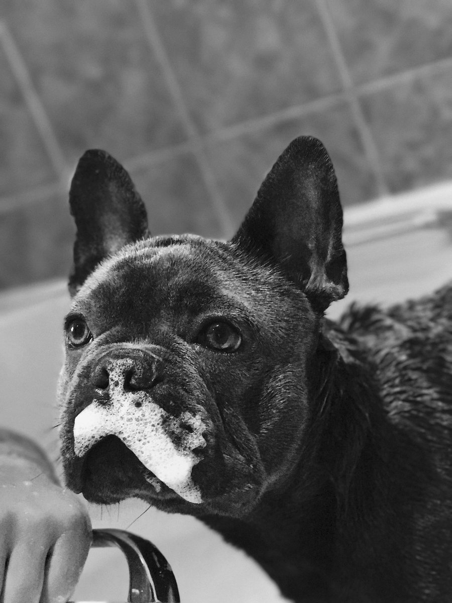 JessBennett_94's tweet photo. #PLTpetday https://t.co/Gt8xHZzno2