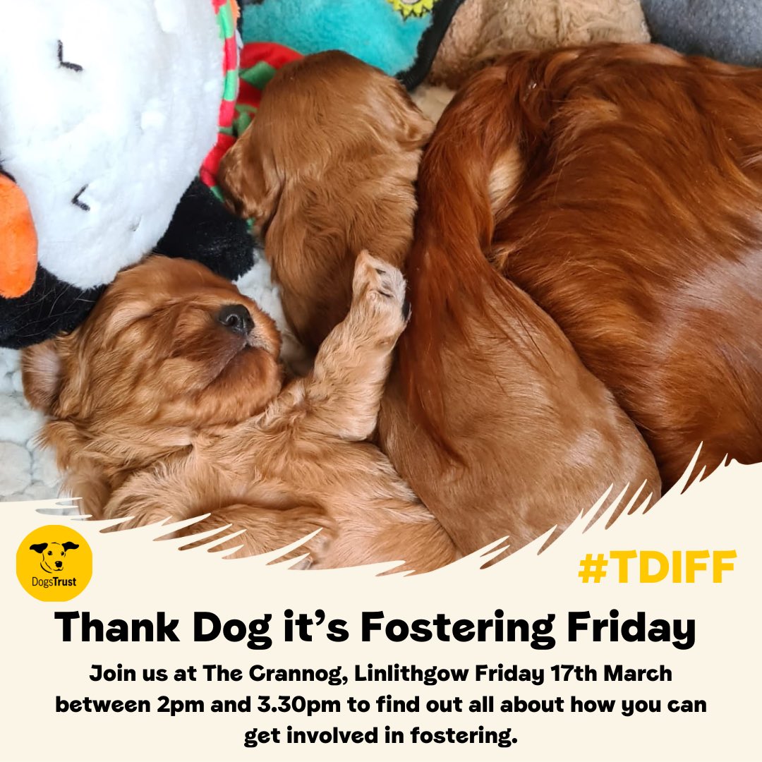 DT_WestCalder's tweet photo. We are on the lookout for new foster carers able to take on the challenge of pregnant mums 🐶
Contact us via email:
hfhwestcalder@dogstrust.org.uk
You can also pop along to our TDIFF event at The Crannog Cafe to find out more! @dogstrust #adoptdontshop #foster #tdiff #pregnant https://t.co/OKdVbQ3hi9