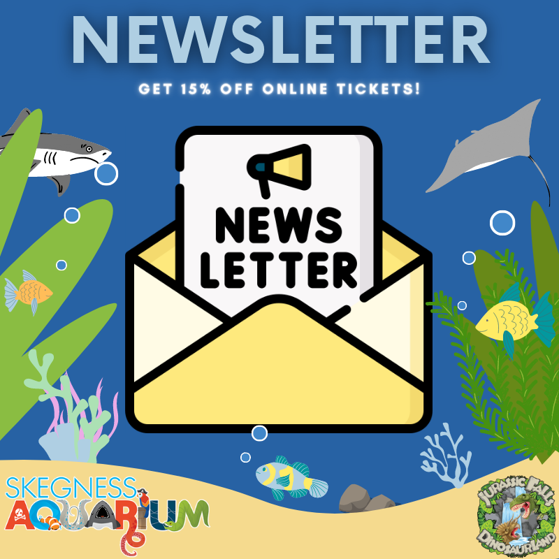 Skeg_Aquarium's tweet photo. If you sign up for our newsletter, you'll get 15% off your booking! βοΈ
Just head straight to https://t.co/XU2RA2neSD and sign up to get your discount code. ποΈ
#Skegness #Discount #Aquarium #Zoo https://t.co/WqrcaobSR1