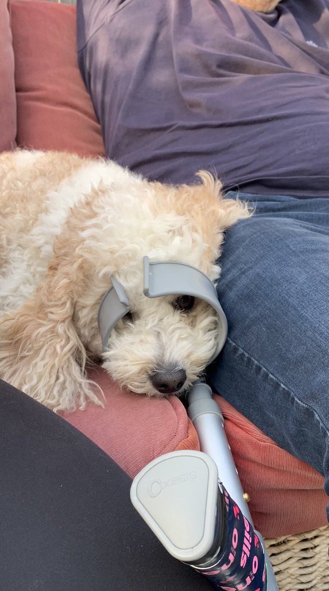 Greetings furry peeps, I am new to Twitter. My name is Maisy and I live in Northern Ireland. I’m supposedly a Cockapoo but I’m extremely laid back. I love sleeping and often don’t get up until midday. Don’t be shy, come say hello x