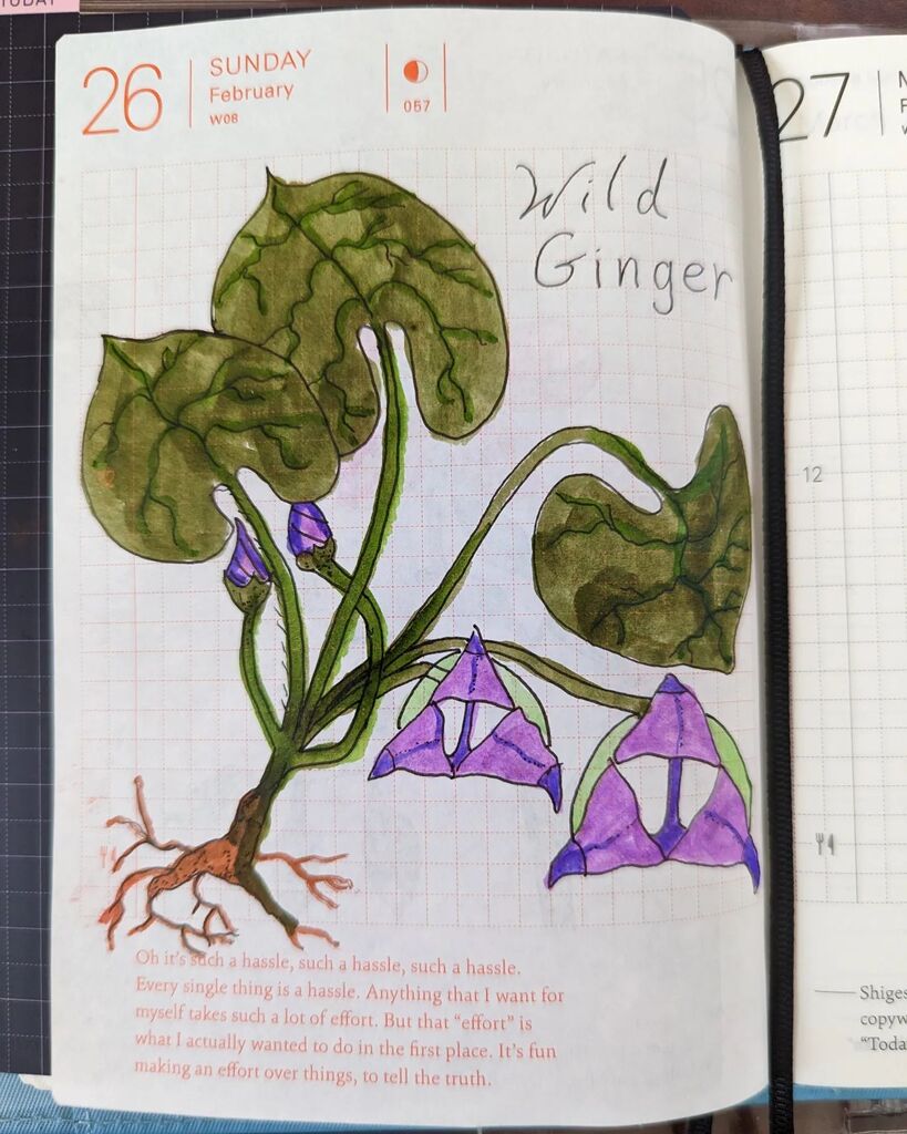 caffination's tweet photo. Still playing catch up. Wild ginger looks funky. I like it.
#hobonichitecho #hobonichi #ink #micron #doodle #cactusflower #ginger #wildginger #flowers #watercolor #drawing #sketchoftheday #sotd #botanicalillustration #kuretake #waterbrush https://t.co/QVeDAdwDjc