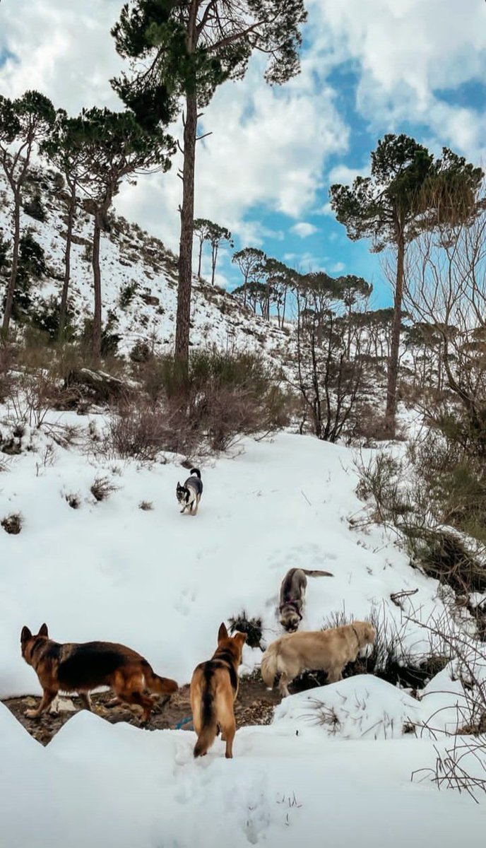 LibanRabih's tweet photo. I spent a veryyyyy BEAUTIFUL day with my BaBies 🐶🐺🐕🦺🐕🤍
#livelovelebanon ❤💚🤍
#DogsofTwittter #Dogs #LebanonLife #كلنا_للوطن 🇱🇧 ضيعانك فينا يا وطني https://t.co/uYNlvHn2Ry