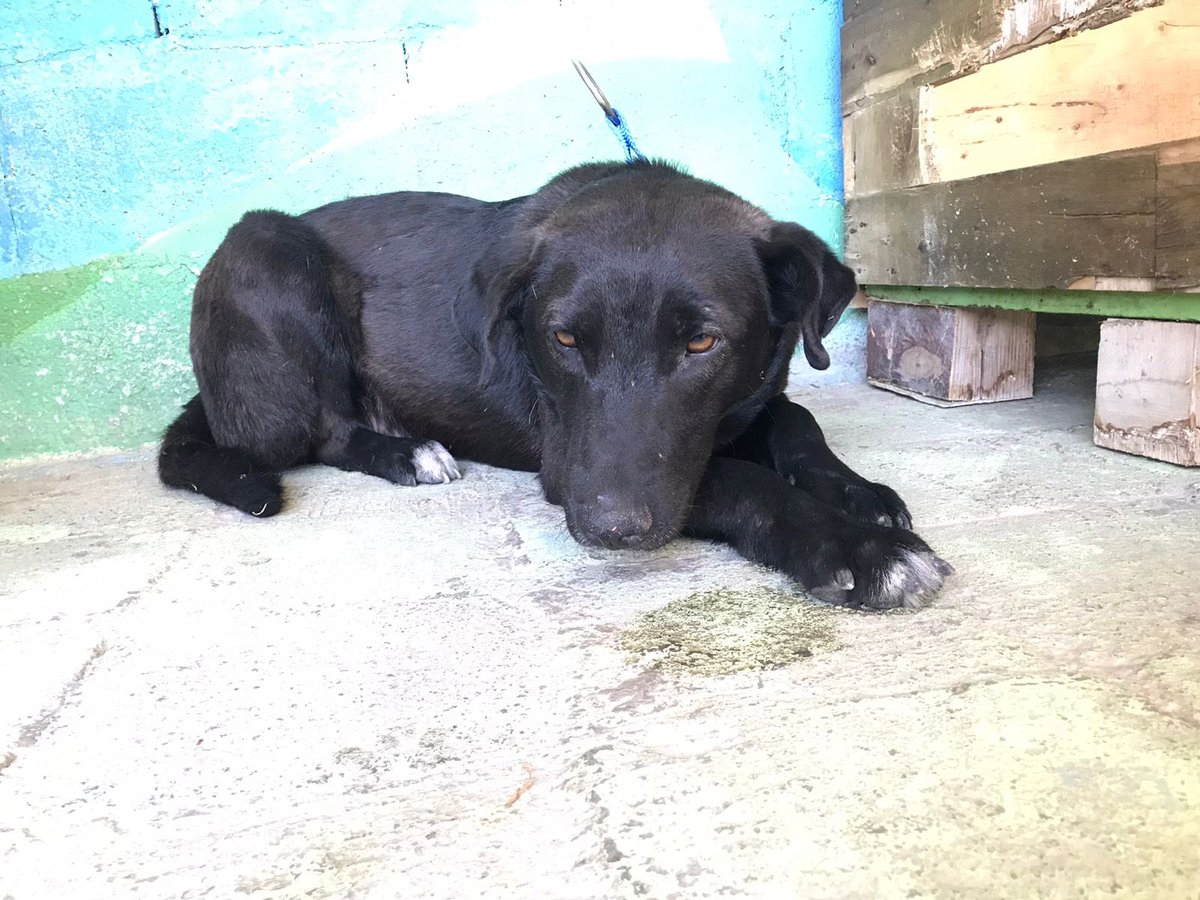 ⚠️Ingresa perrito rescatado de zona de vías, #Nezahualcoyotl  en interestacion Impulsora-Neza. Gracias al IJE Omar <a href="/castlom/">Castle</a> por salvarle🙏🏽⭐️🌹🙌🏾✨Se encuentra en el #CTC y será valorado y atendido con todos los servicios, todavía tiene mucho miedo.
