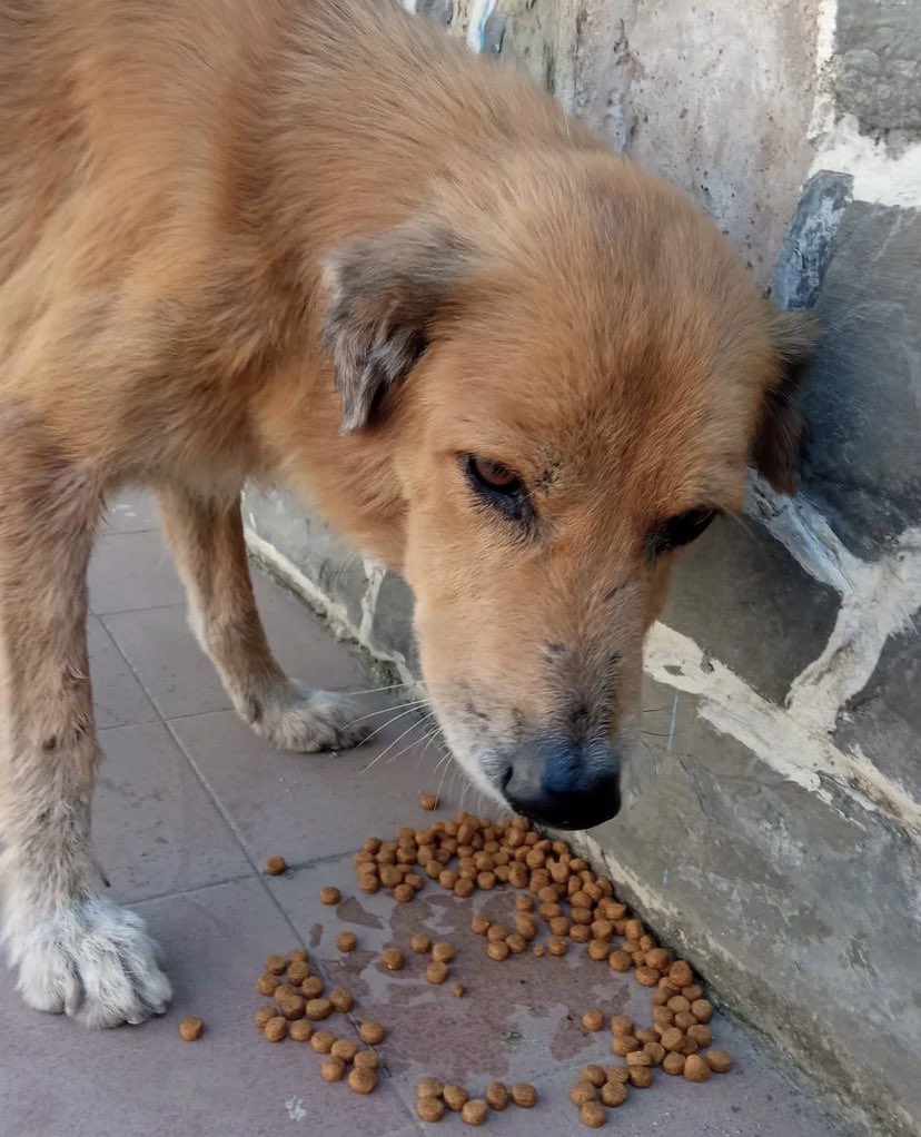 aparadisesanc's tweet photo. Hello remember me? ❤️🐾🐕, be more active around here to receive your grains of sand with the shelter 🙏🏻🤍we have been feeding them well thanks to an anonymous hero, we have not been able to do more rescues due to lack of money, but with your support we will be helping everyone🙏🏻 https://t.co/zFrsZI74xM