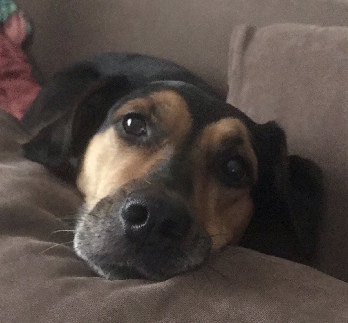 aysadsar's tweet photo. Bu da dünden bugüne #LokiTheDog https://t.co/jS4FnZbuYk
