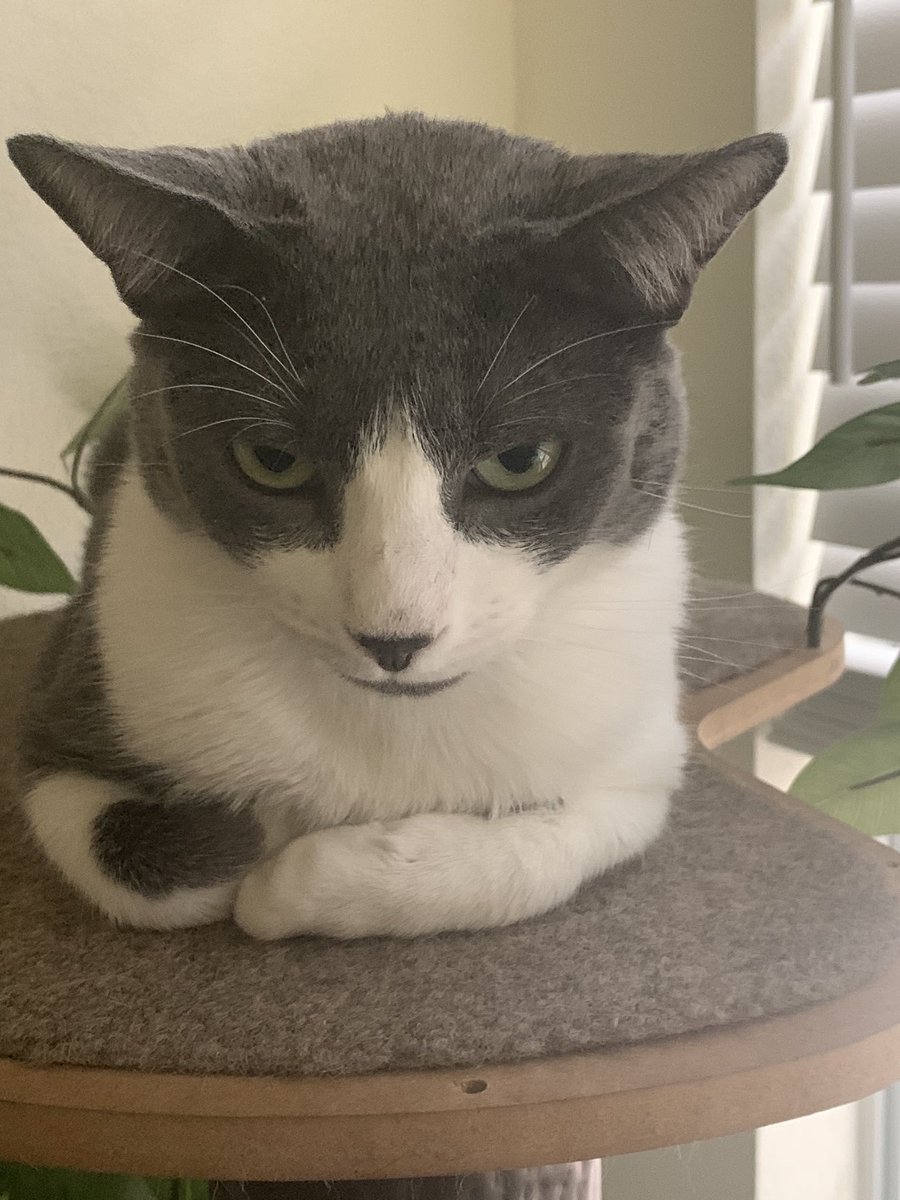 Happy #kittyloafmonday from Tom 😺