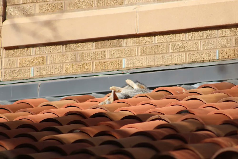 Southwest Collection tweet media