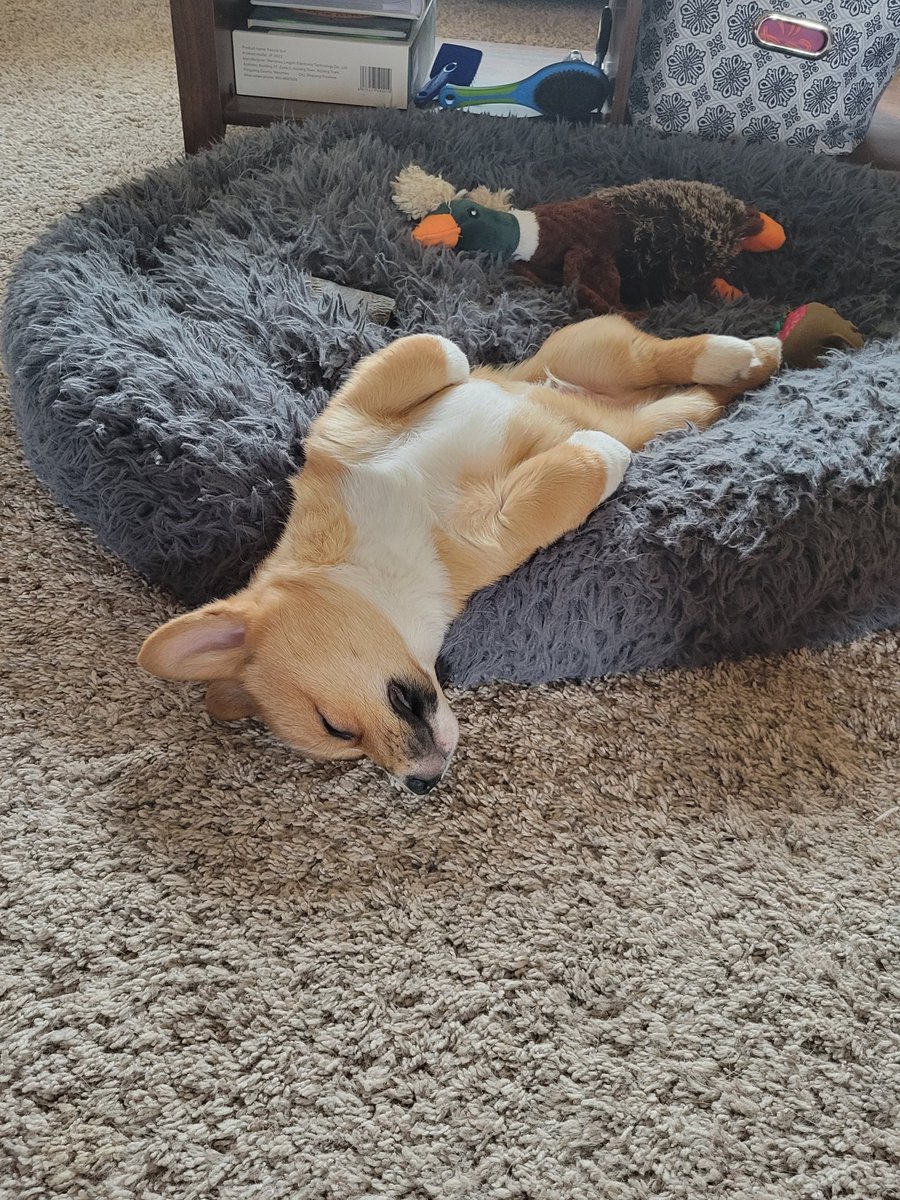 0xFynlee's tweet photo. Bodi Jay, you tired?
Bodi Jay: https://t.co/OKgf7bhkqx
