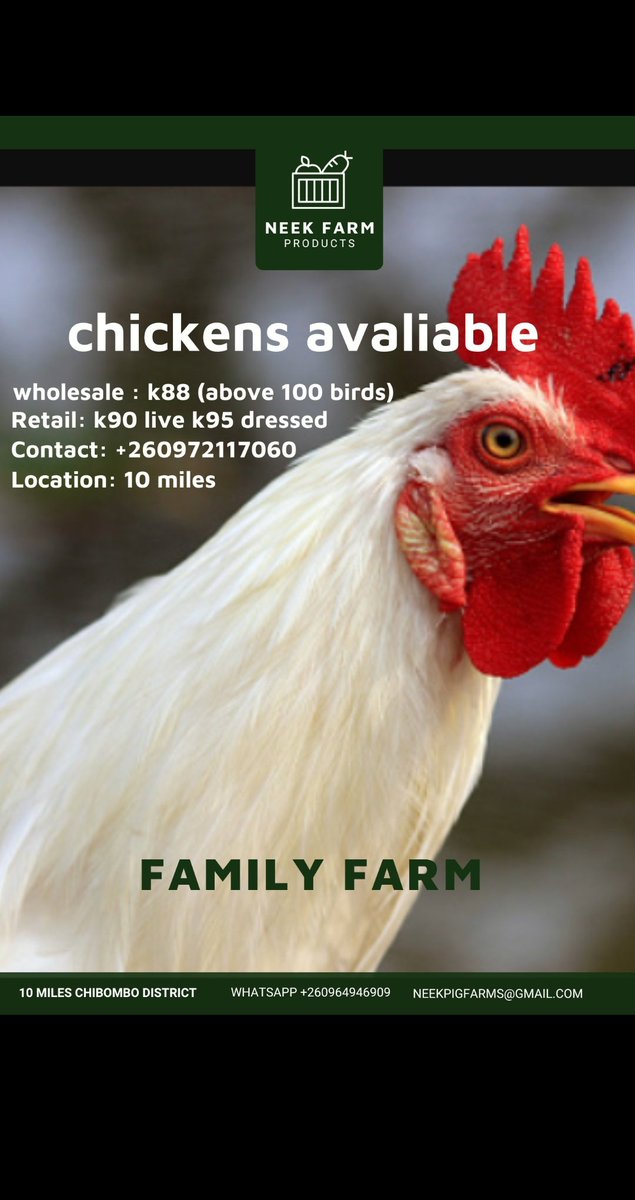 Ndashe970's tweet photo. Greetings zed twitter we've got some amazing chickens for sale average weight is 2.8 kilos at 6 weeks. Deliveries to the CBD available. Contact +260972117060 for all your orders.
Kindly RT. Thanks ๐
#zedfarming #zedfarmer #poultryfarming #poultryzambia #neekfarmproducts https://t.co/6oE61HtlTO