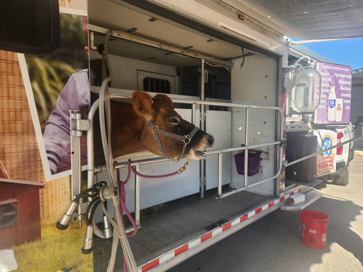 mrs_pompaclass's tweet photo. We certainly enjoyed learning where our milk comes from and how to milk a cow too! Thank you Steven with Southwest Dairy Farmers. #Pompa2ndgrade #TraditionTitans #mobiledairyclassroom https://t.co/anF8gUVYjU