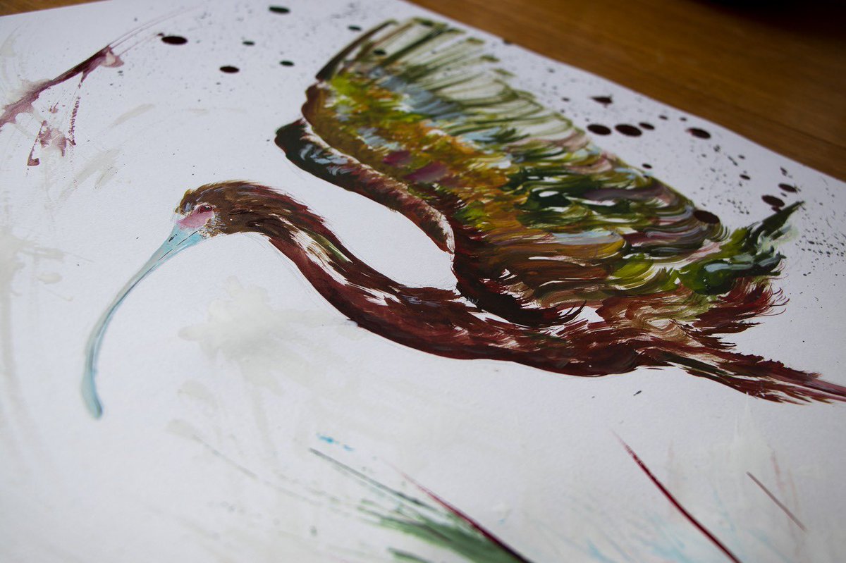 White-faced ibis

#new #wildlife #art exploring the gorgeous #ibis! 

White-faces ibis are migratory species, so I wanted to show their movement with splashes, scratches, and lots of fluidity using <a href="/DalerRowney/">Daler-Rowney</a> inks 

<a href="/_BTO/">BTO</a> <a href="/BirdLife_News/">BirdLife International</a> <a href="/Natures_Voice/">RSPB</a> #ink #bird #artivism