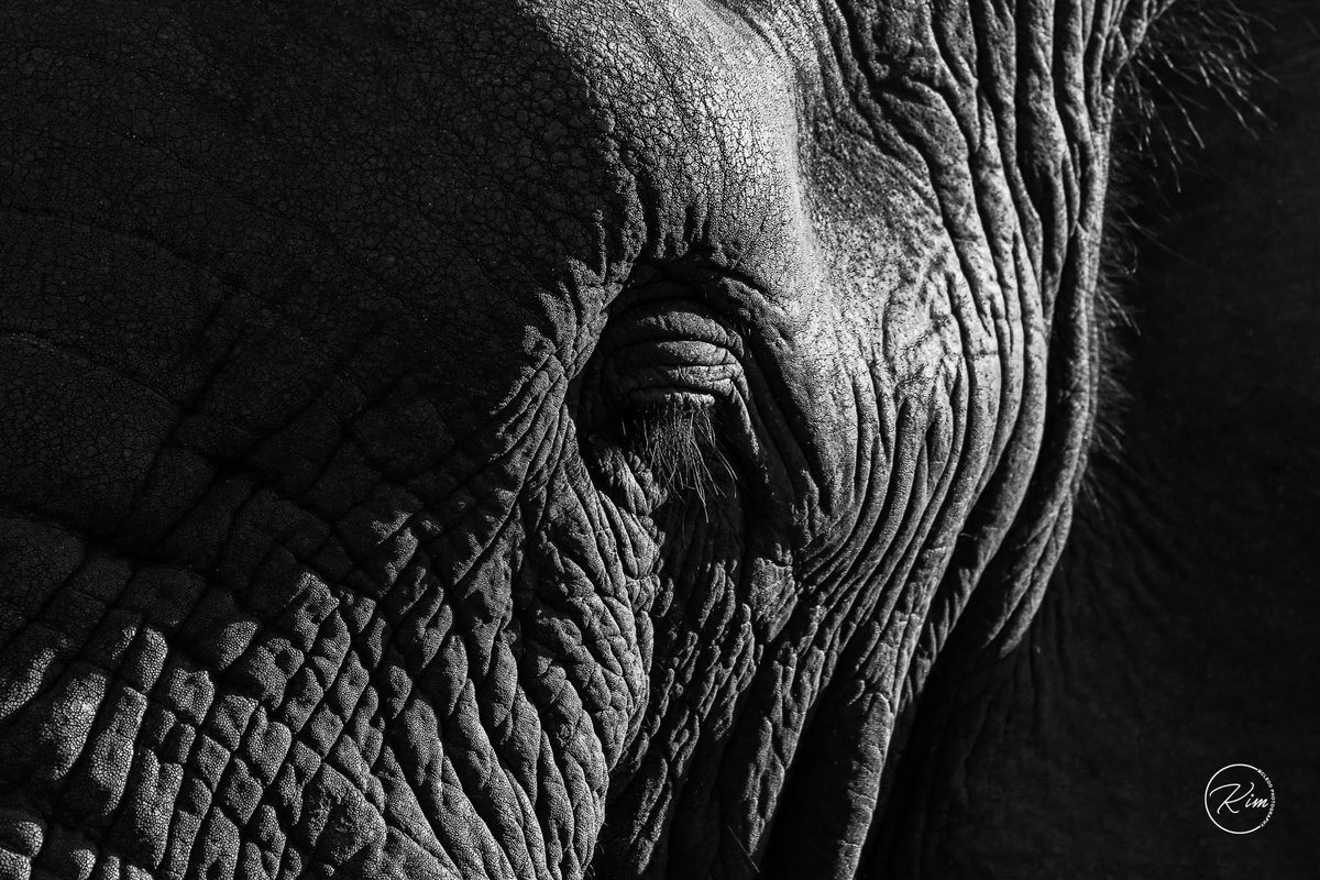 Cthrume71's tweet photo. "There are many great minds on earth, and not all are human" 

https://t.co/oVK5uAJcAh

#blackandwhitephotograpy #elephantlove #getawaymagazine #photographycourse #theafricaadventure #gomagazine #wildlifephotography #adventure #safari #thulathula #canonrsa #motivationmonday https://t.co/fkCMSb0anj