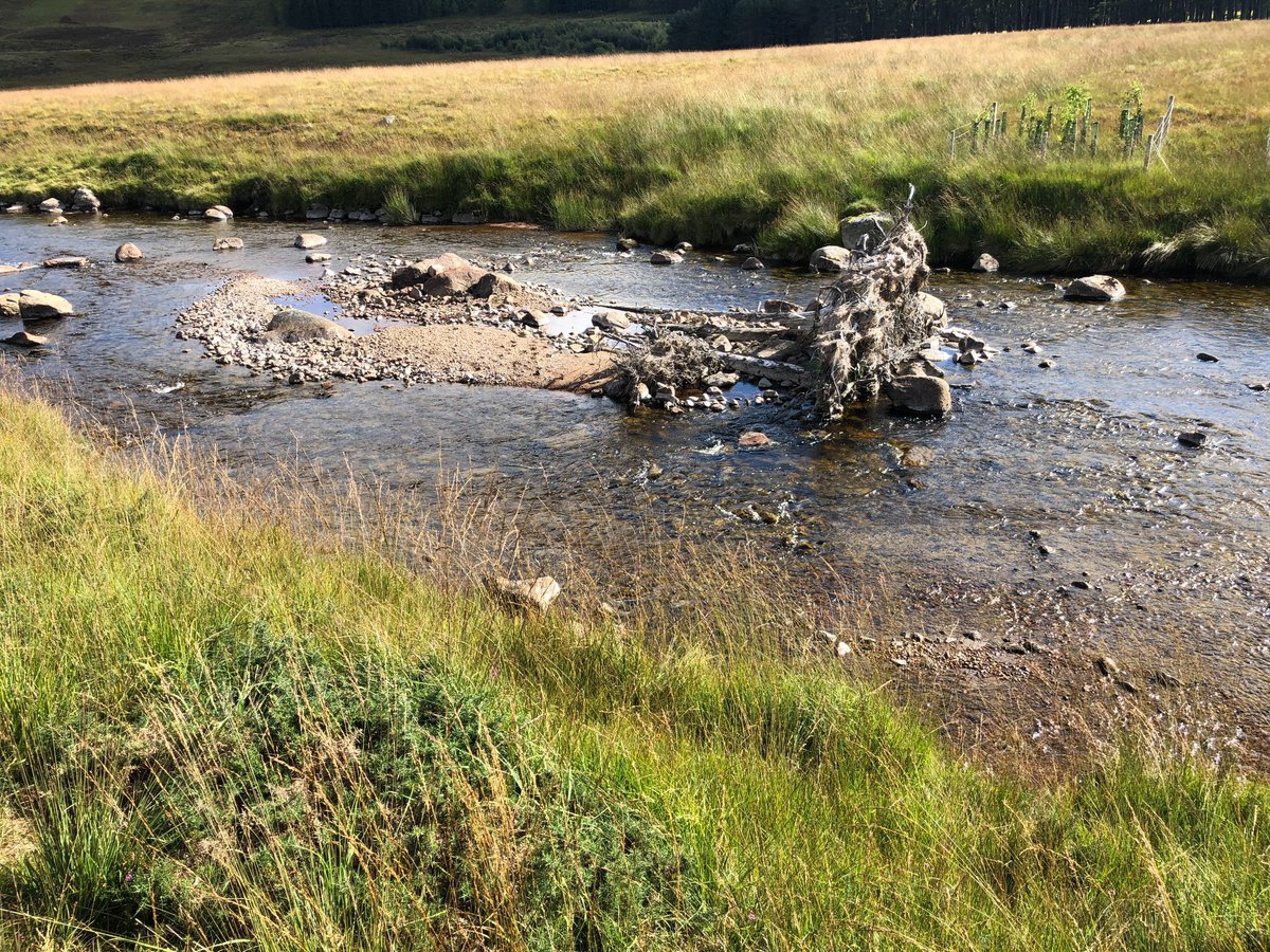RiverDeeTeam's tweet photo. Fish are benefitting from trees in the river, read about the large woody structures at #lochmuick in the #cairngorms full report here https://t.co/rTsNRozVCu
#habitatrestoration #riverdee #saveoursalmon #riverrestoration #trees https://t.co/alU8GEvX3Y