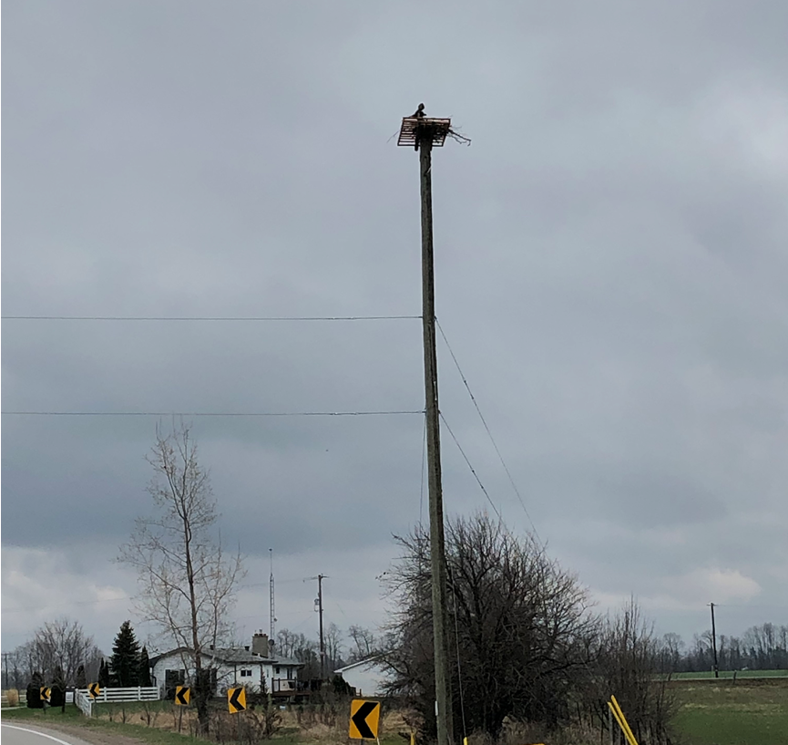 #ICYMI In 2021, InnPower collaborated with <a href="/LSRCA/">Lake Simcoe CA</a> to install 2 Osprey Nesting Platforms, providing osprey with a safe space to nest while protecting our power system 👏 We are happy to report that since then, the platforms have been put to good use!